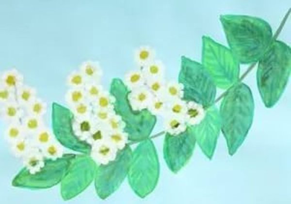 Черёмуха рисунок для детей