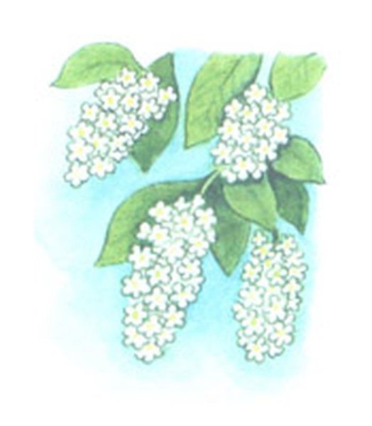 Иллюстрация к стихотворению черемуха Есенин