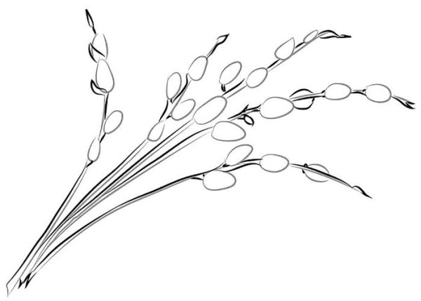 Рисование ветка вербы