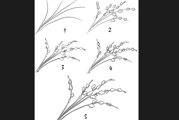 Зарисовки мелких растений