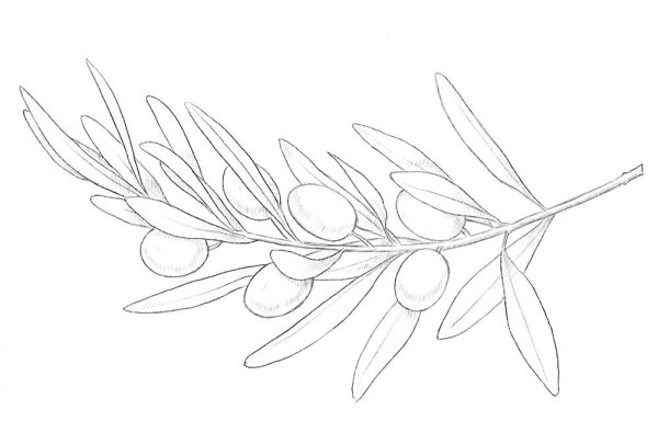 Веточка эвкалипта эскиз