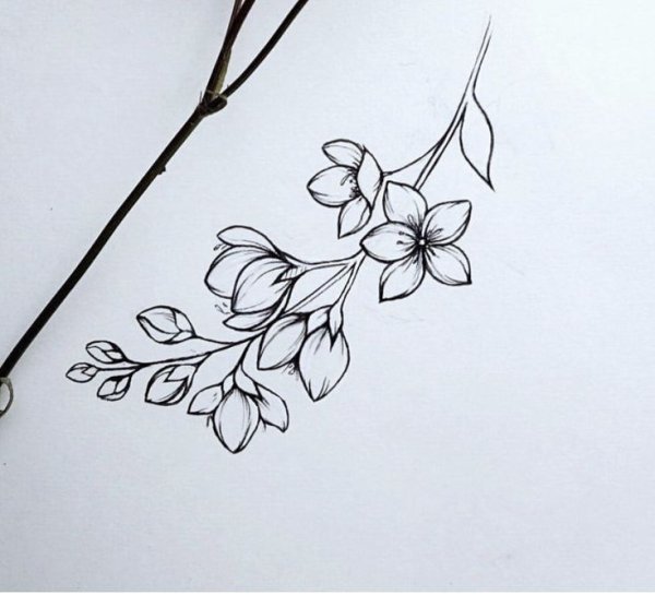 Сакура рисунок карандашом