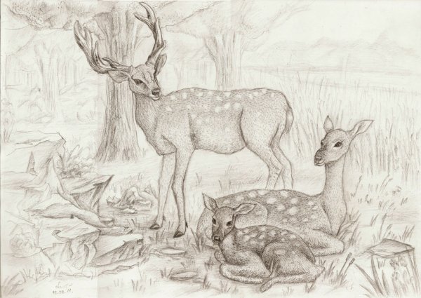 Белый медведь раскраска для детей