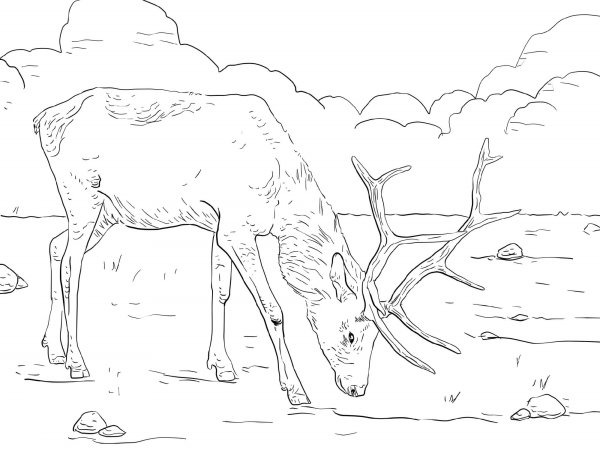 Северный олень раскраска