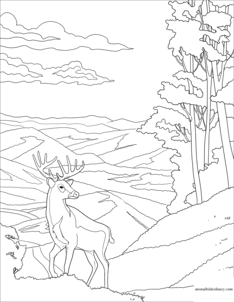 Волк раскраска для детей