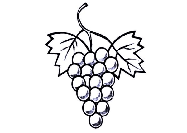 Виноград раскраска для малышей
