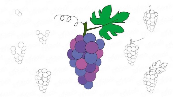 Поэтапное рисование винограда