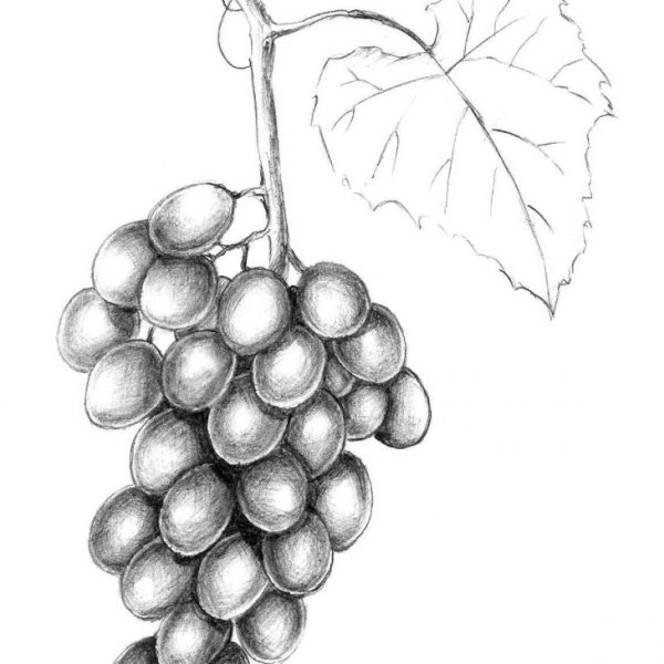 Гроздь винограда рисунок