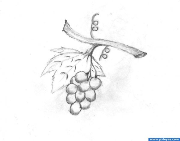 Виноград простым карандашом