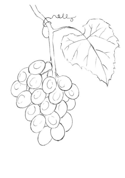 Поэтапное рисование винограда
