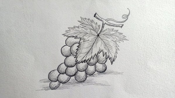 Виноград рисунок карандашом