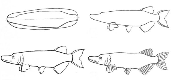 Нарисовать лёгкий щуку