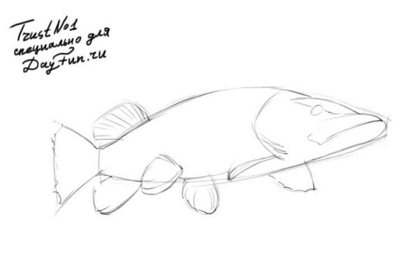 Поэтапное рисование щуки
