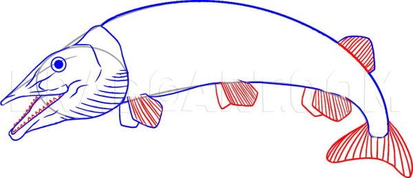 Как нарисовать щуку