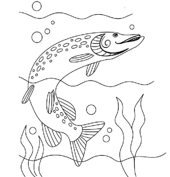 Рисунки лёгкие карандашом щука
