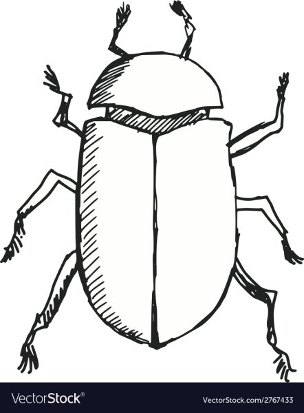 Жук для срисовки