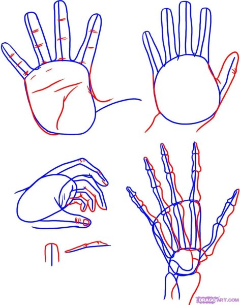 Этапы рисования рук