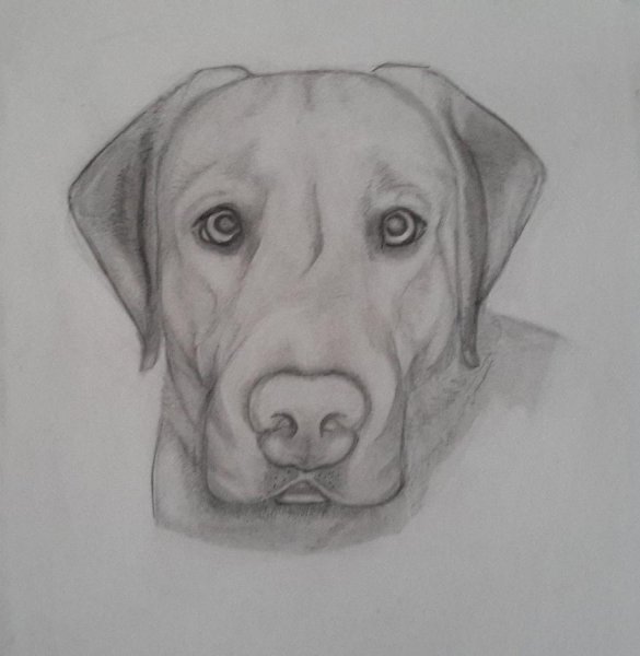 Лабрадор карандашом для срисовки