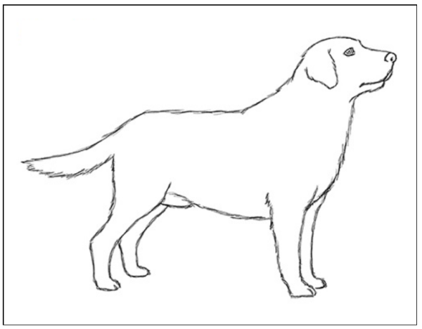 Лабрадор сбоку в движении