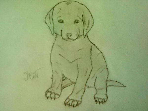 Поэтапное рисование лабрадора