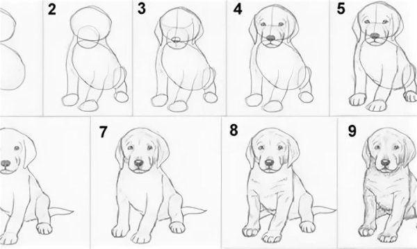 Схема собаки рисунок