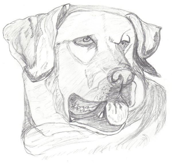 Лабрадор карандашом