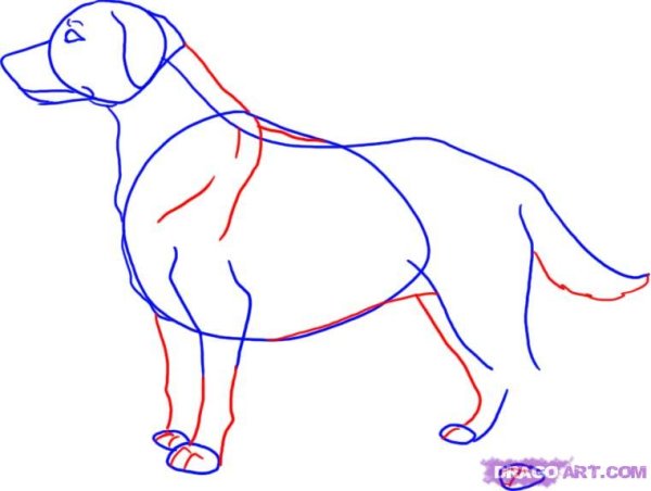 Лабрадор карандашом для срисовки