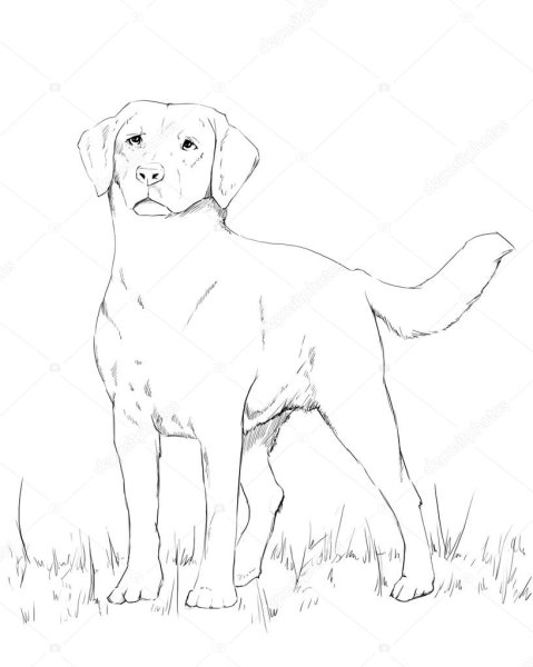 Рисунок лабрадора легкий
