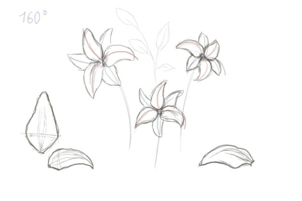 Поэтапное рисование лилии