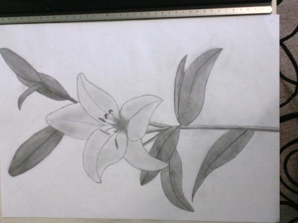 Детский рисунок лилии карандашом