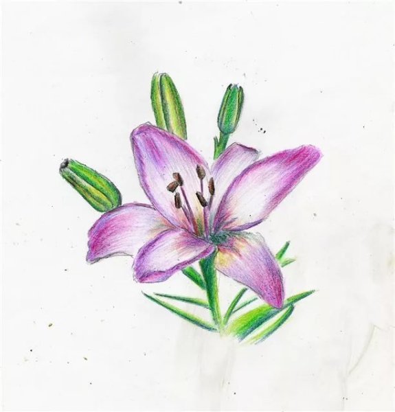 Цветы карандашами цветными легко