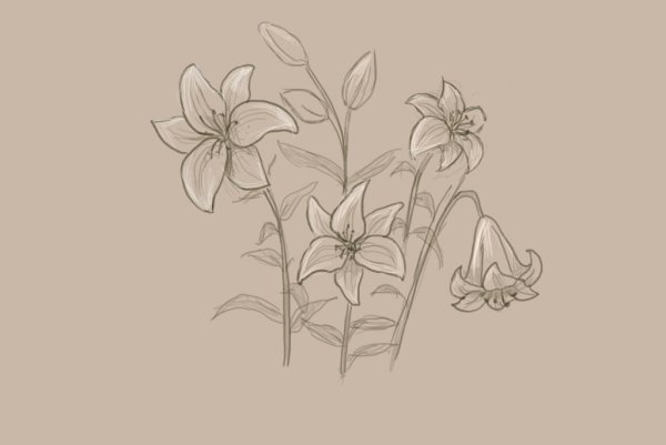 Рисунок лилии карандашом для срисовки