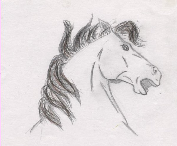 Лошади для срисовки красивые