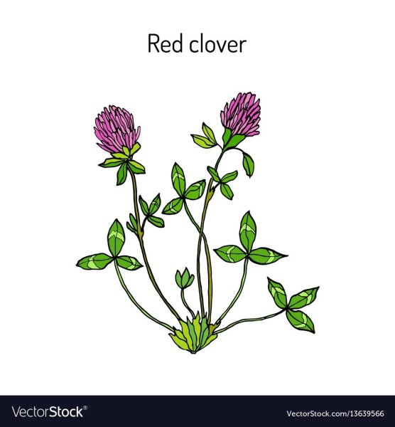 Клевер цветок для детей