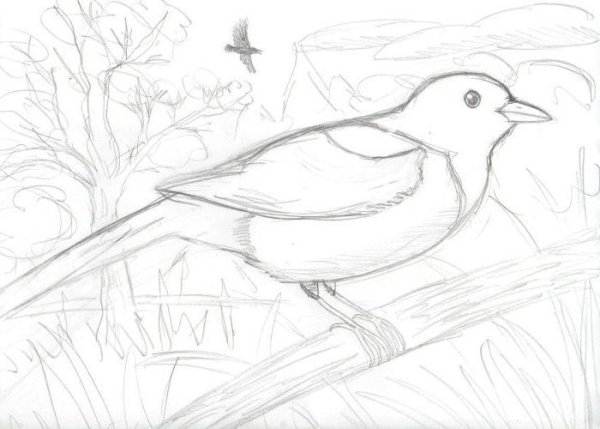 Детские рисунки птиц карандашом