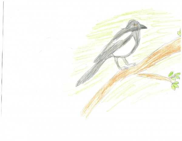 Рисунок сороки карандашом легко