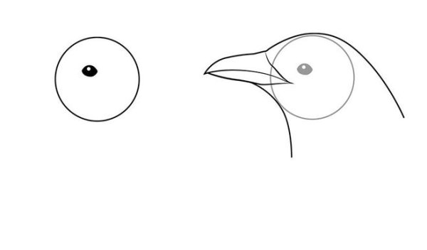 Сорока поэтапное рисование для детей