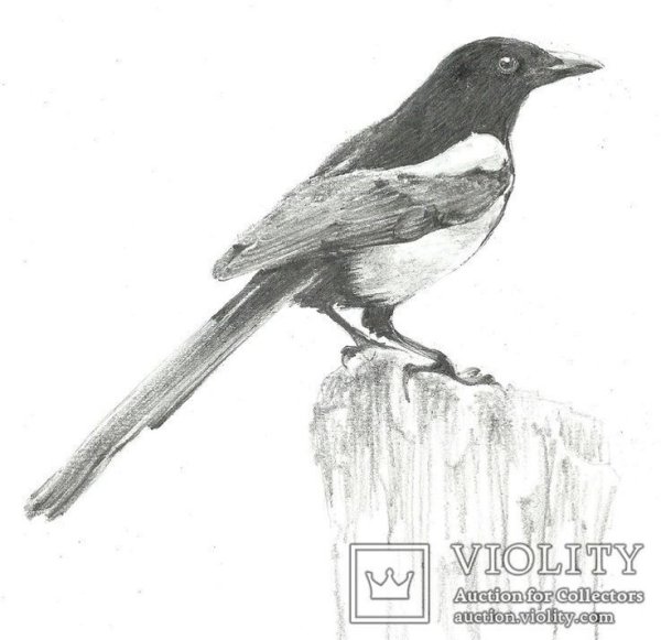 Сорока карандашом