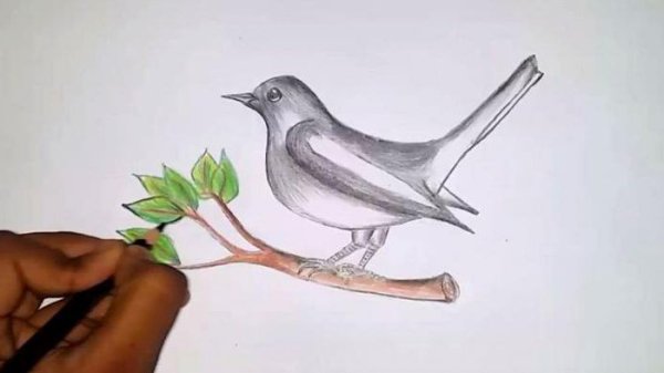 Нарисовать сороку поэтапно