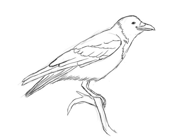 Рисунок вороны для срисовки