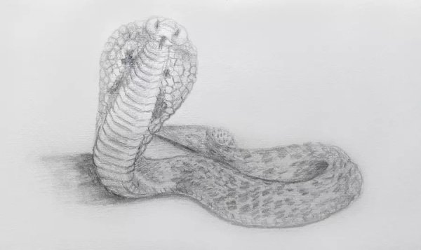 Змея карандашом