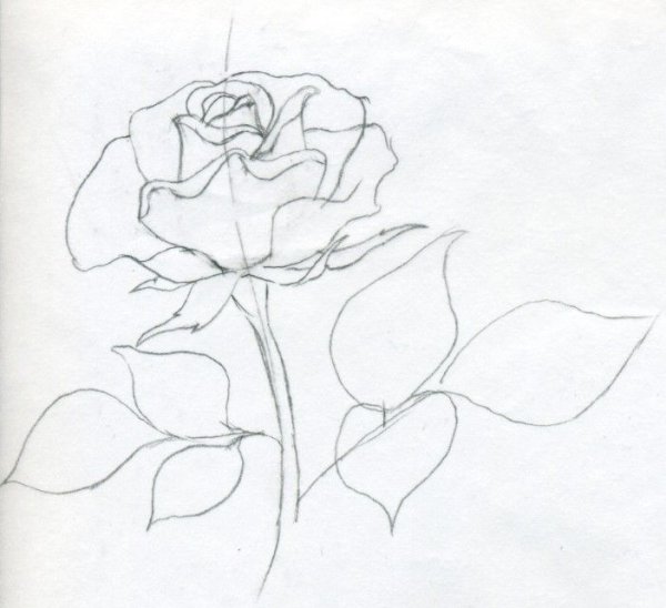 Роза простым карандашом для начинающих