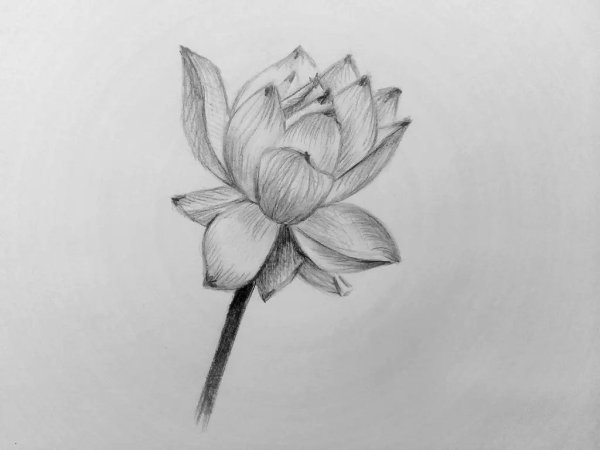 Рисунки цветов карандашом