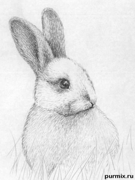 Животные карандашом
