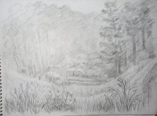 Зарисовки природы