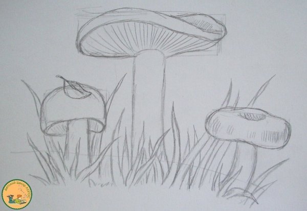 Лес карандашом