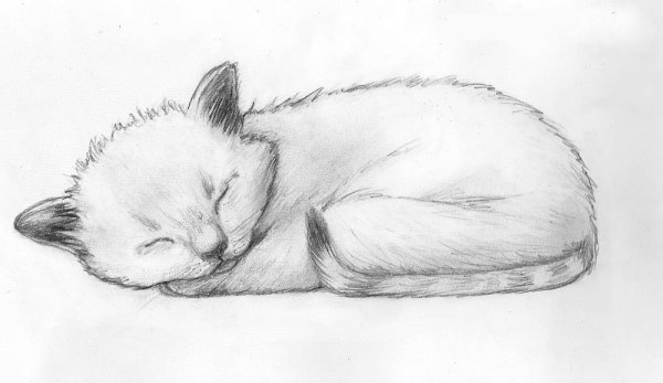 Рисунок кошки легкий для срисовки