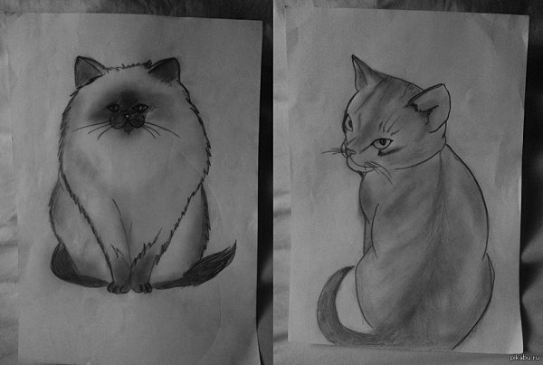 Рисунки котов для срисовки