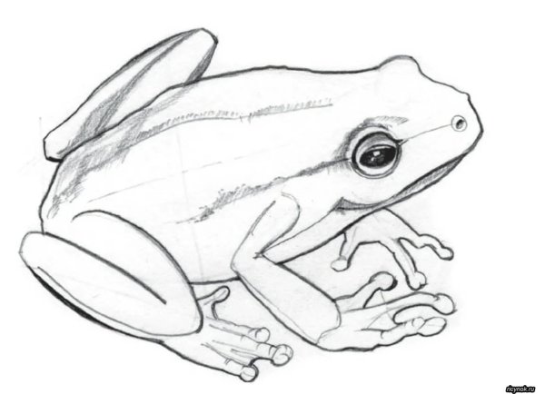 Нарисовать лягушку