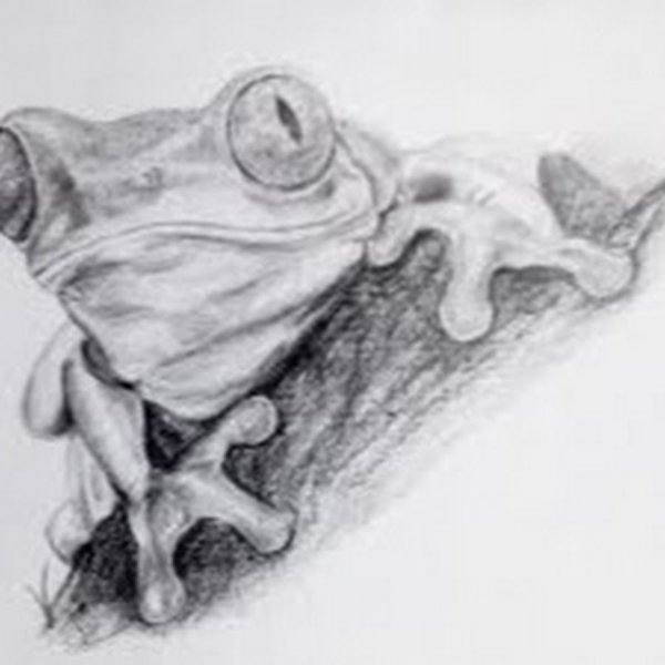 Нарисовать лягушку карандашом